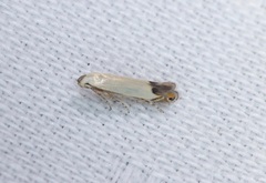 Proleucoptera