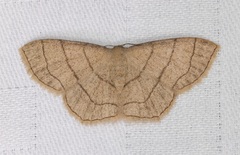 Scopula mecysma