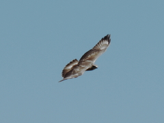 Buteo trizonatus