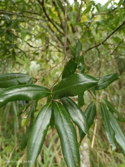 Quercus sessilifolia