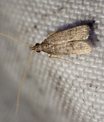 Lecithocera