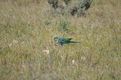 Barnardius zonarius barnardi