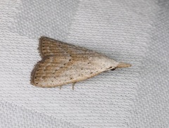 Meganola brunellus