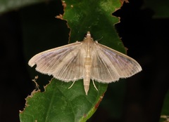 Patania punctimarginalis