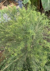Melaleuca alternifolia