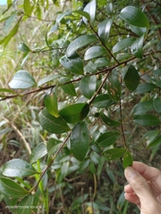 Camellia brevistyla