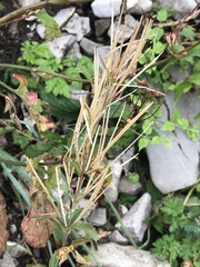 Epilobium alpestre
