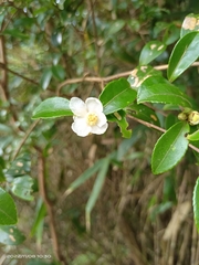 Camellia brevistyla
