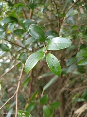 Camellia brevistyla