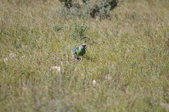 Barnardius zonarius barnardi