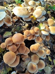 Fungi