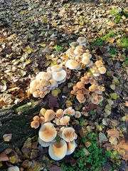 Fungi