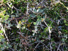 Chenopodium triandrum