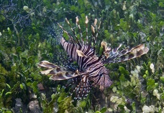 Pterois volitans