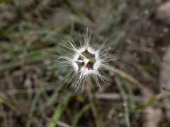 Hypochaeris glabra
