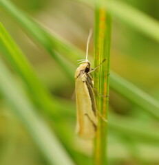 Philobota protecta
