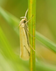 Philobota protecta