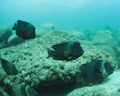 Microspathodon bairdii