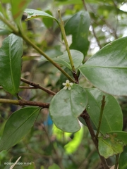 Microtropis yunnanensis