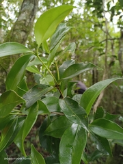 Microtropis yunnanensis