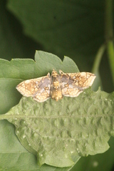 Omphisa anastomosalis