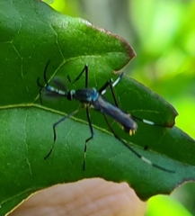 Toxorhynchites speciosus