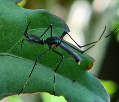 Toxorhynchites speciosus