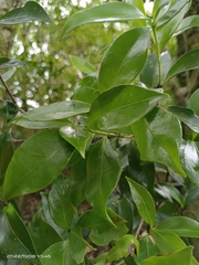 Microtropis yunnanensis