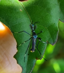 Toxorhynchites speciosus
