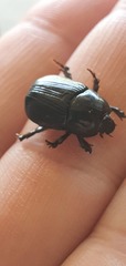 Heteronychus arator