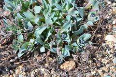 Mertensia maritima