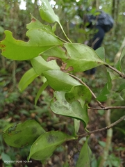 Microtropis yunnanensis