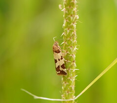 Subfurcatana schematica