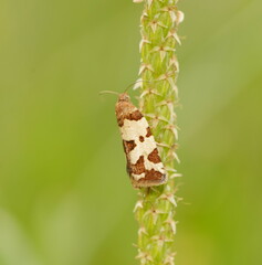 Subfurcatana schematica