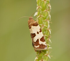 Subfurcatana schematica