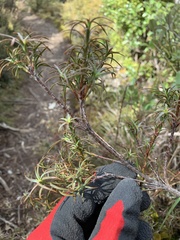Dracophyllum recurvum