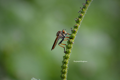 Asilidae