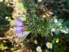 Carduus tenuiflorus