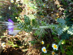 Carduus tenuiflorus