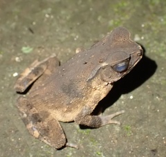 Ingerophrynus celebensis