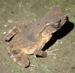 Ingerophrynus celebensis