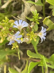 Scaevola crassifolia