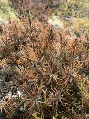 Dracophyllum recurvum