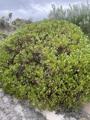 Scaevola crassifolia
