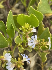 Scaevola crassifolia