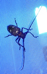 Batocera celebiana