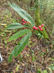 Ardisia crispa