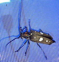 Batocera celebiana