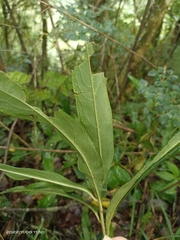 Ardisia crispa