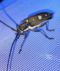 Batocera celebiana
